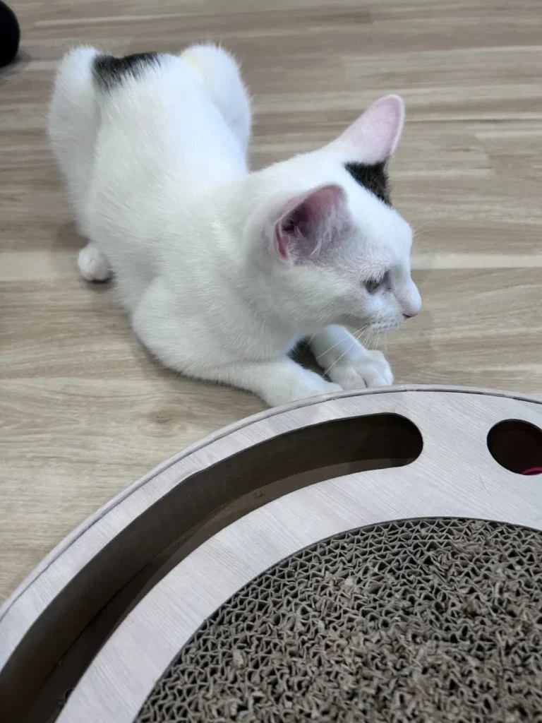 爪とぎ終わりの猫さん