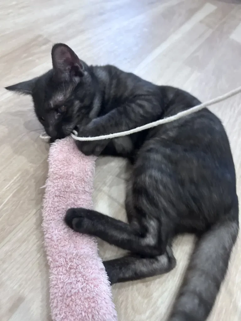 猫じゃらしに夢中